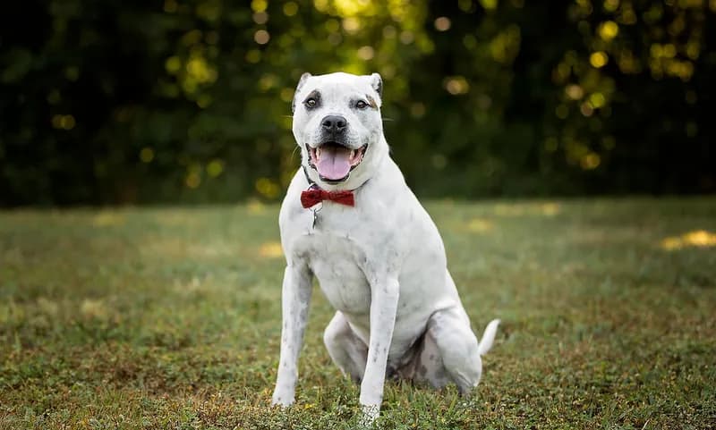 Maverick McKeage, Former Chief Canine Officer at Fur Family Animal Hospital