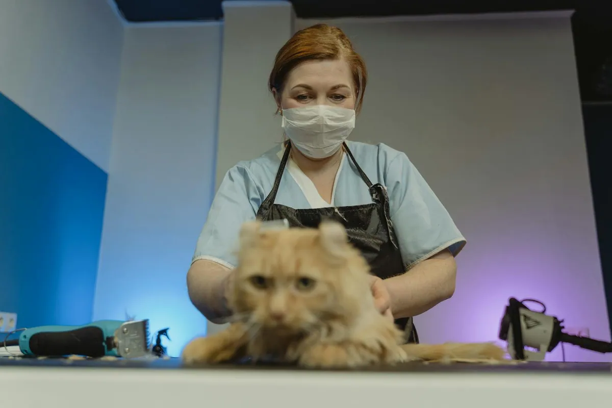 Veterinary team member gently caring for a cat during an exam at Fur Family
